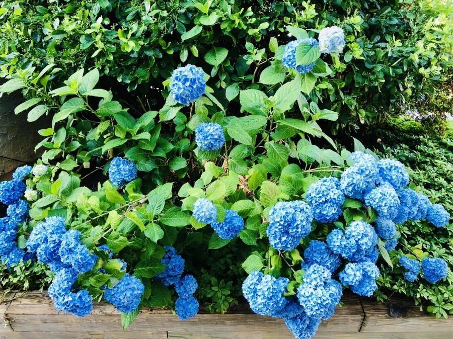 IMG_0553.jpg?type=w966