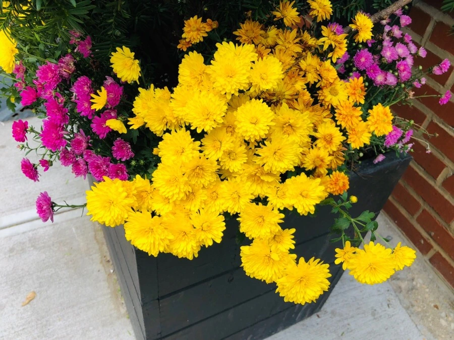 IMG_6702.jpg?type=w966