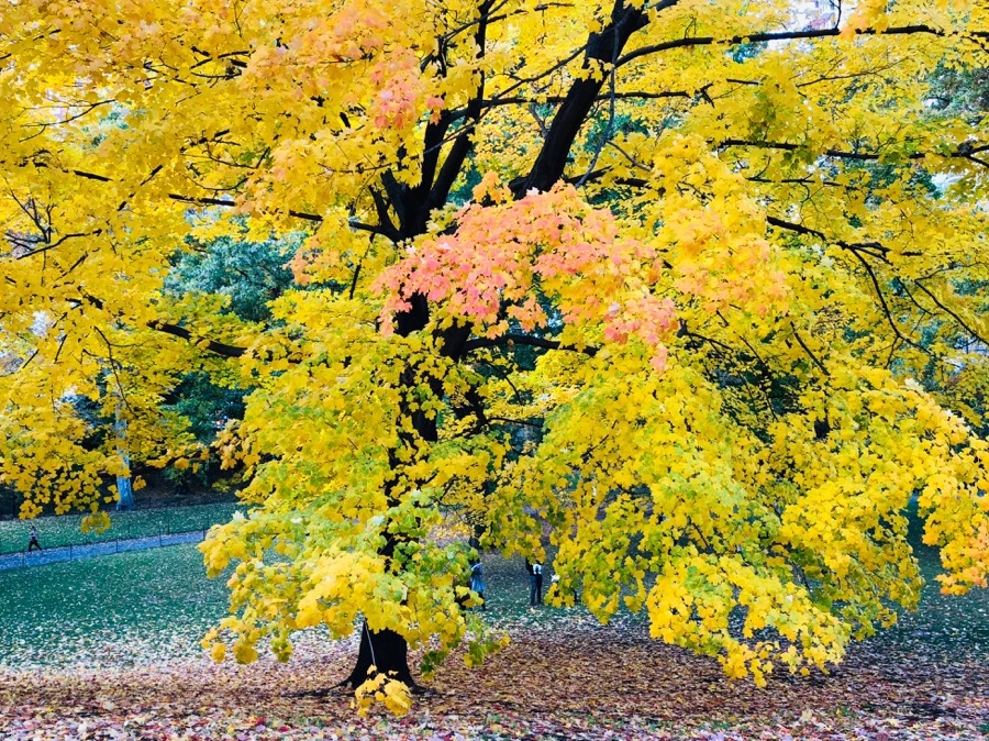 IMG_7338.jpg?type=w966