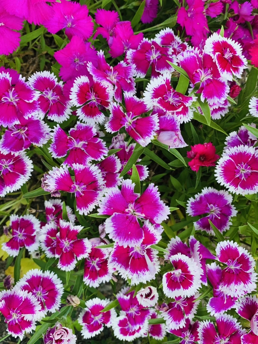 IMG_4049.jpg?type=w966