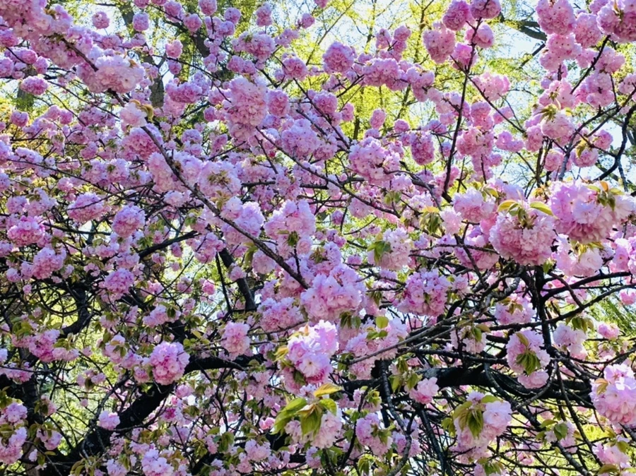 IMG_4620.jpg?type=w966