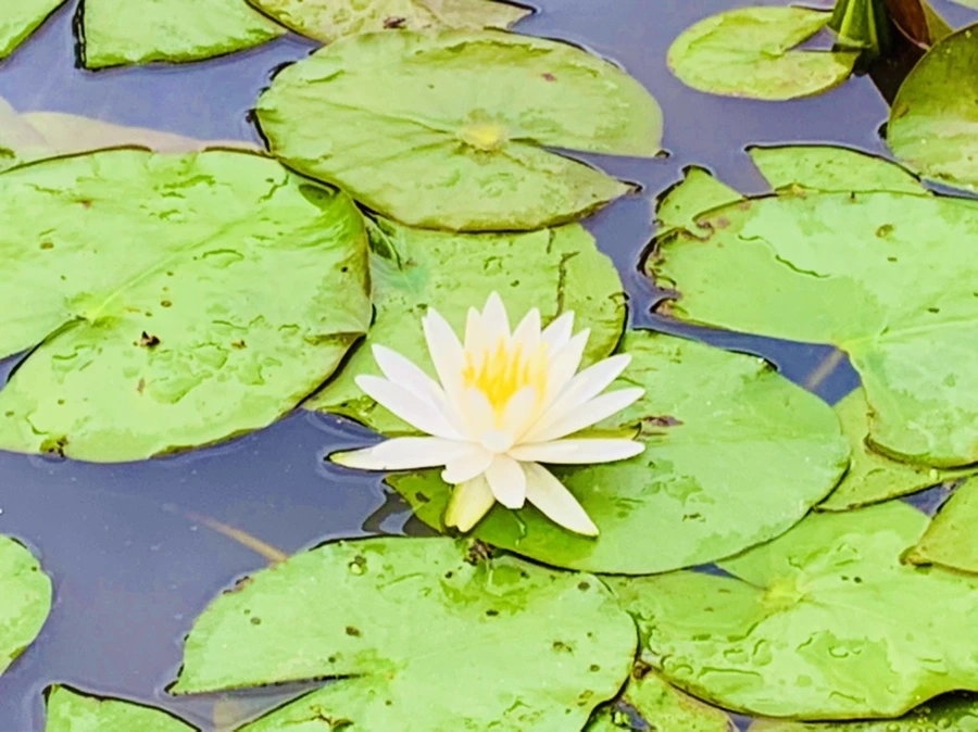 IMG_7845.jpg?type=w966