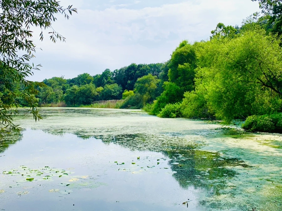 IMG_1207.jpg?type=w966