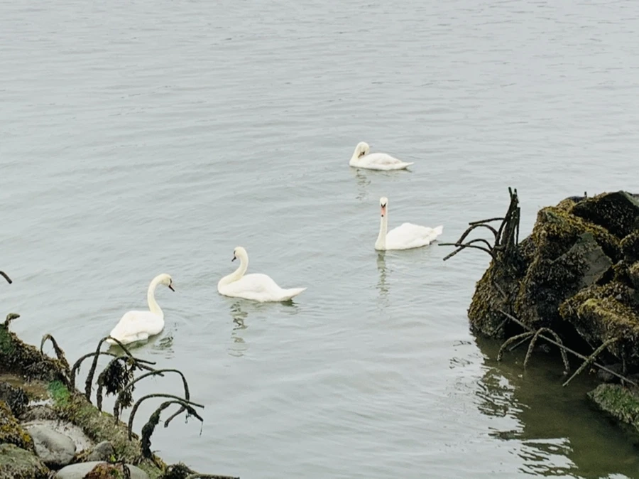 IMG_5161.jpg?type=w966