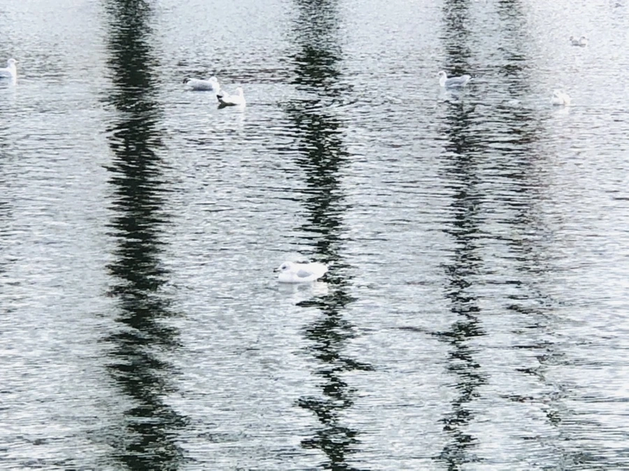 IMG_8742.jpg?type=w966