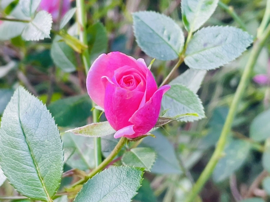 IMG_0215.jpg?type=w966