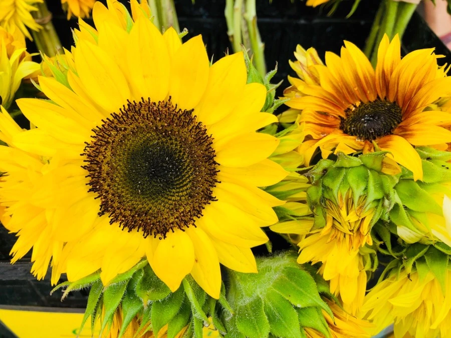 IMG_4329.jpg?type=w966