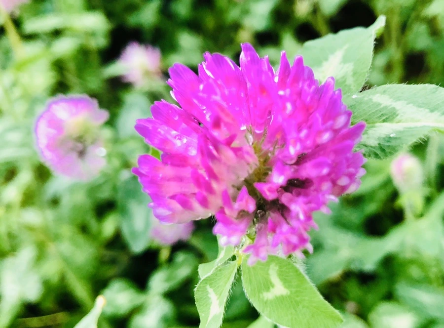 IMG_8174.jpg?type=w966