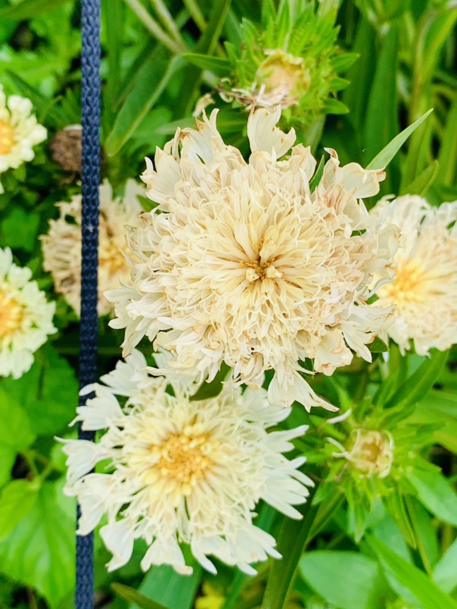 IMG_0379.jpg?type=w966