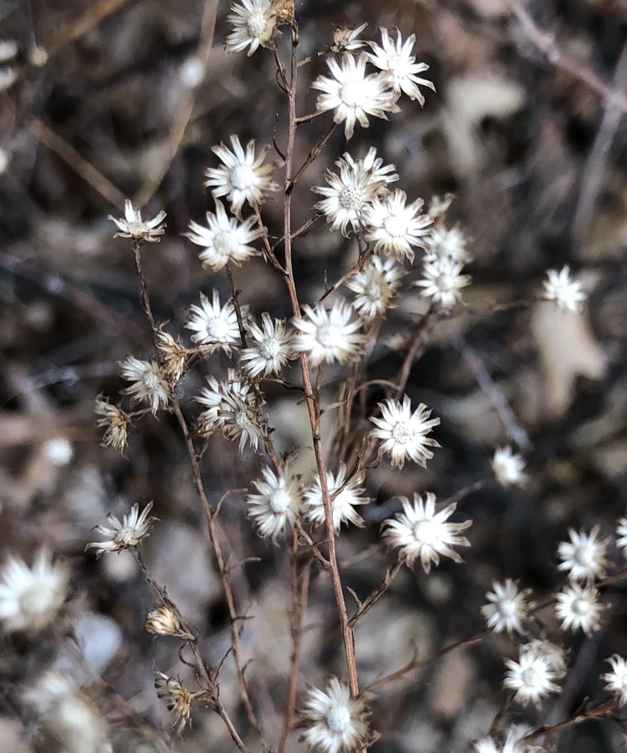 IMG_6503.jpg?type=w966