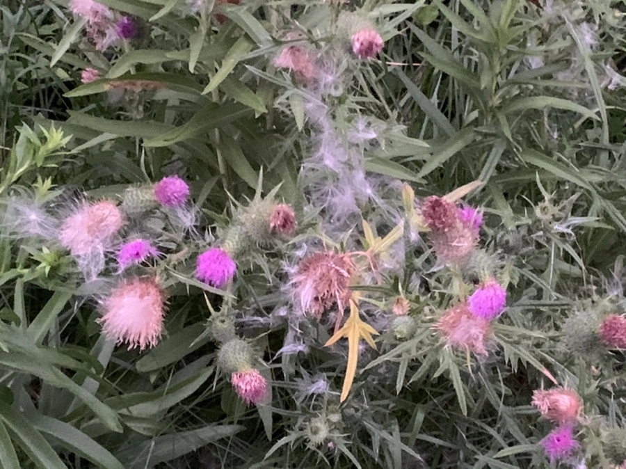 IMG_2286.jpg?type=w966