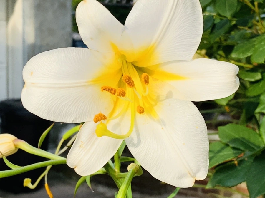 IMG_5961.jpg?type=w966