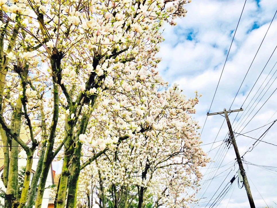 IMG_E5054.jpg?type=w966