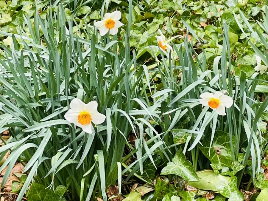 IMG_8685.jpg?type=w966