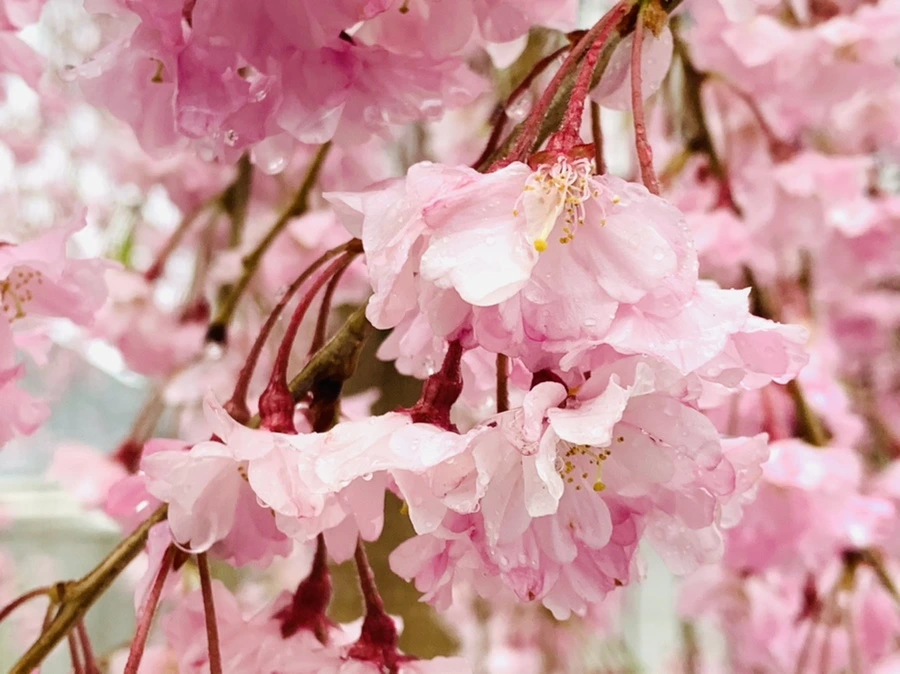 IMG_2292.jpg?type=w966