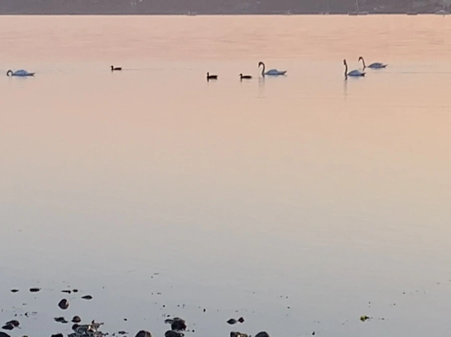 IMG_0200.jpg?type=w966