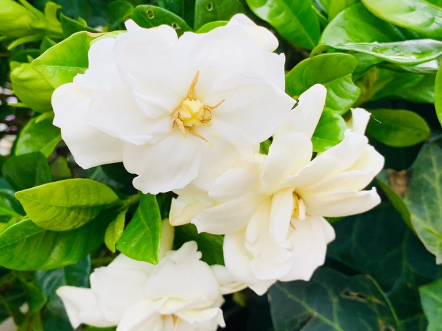 IMG_3959.jpg?type=w966