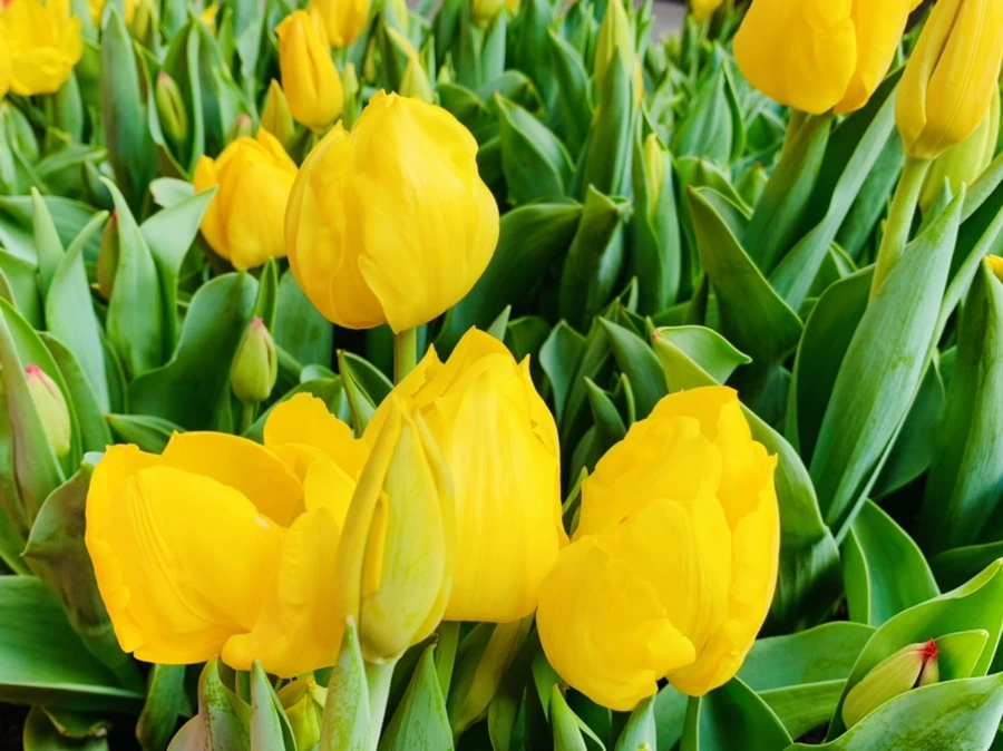 IMG_4654.jpg?type=w966