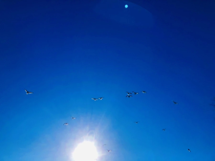 IMG_8029.jpg?type=w966