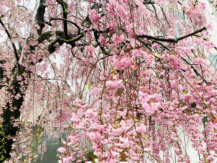 IMG_2281.jpg?type=w966