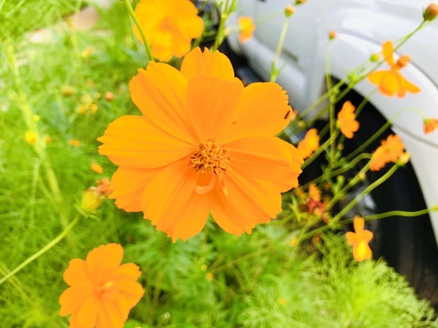 nnsF6VRYDgnCZUsoMyLAofa3wQA