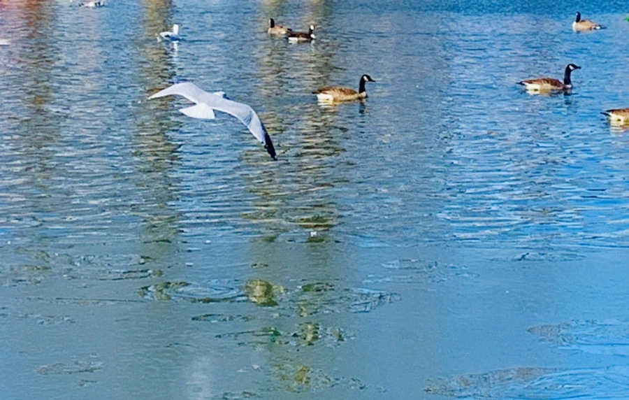 IMG_9057.jpg?type=w966