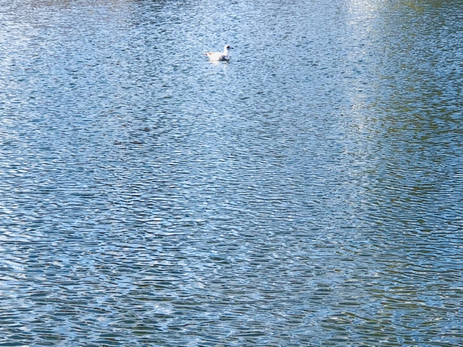 IMG_4131.jpg?type=w966