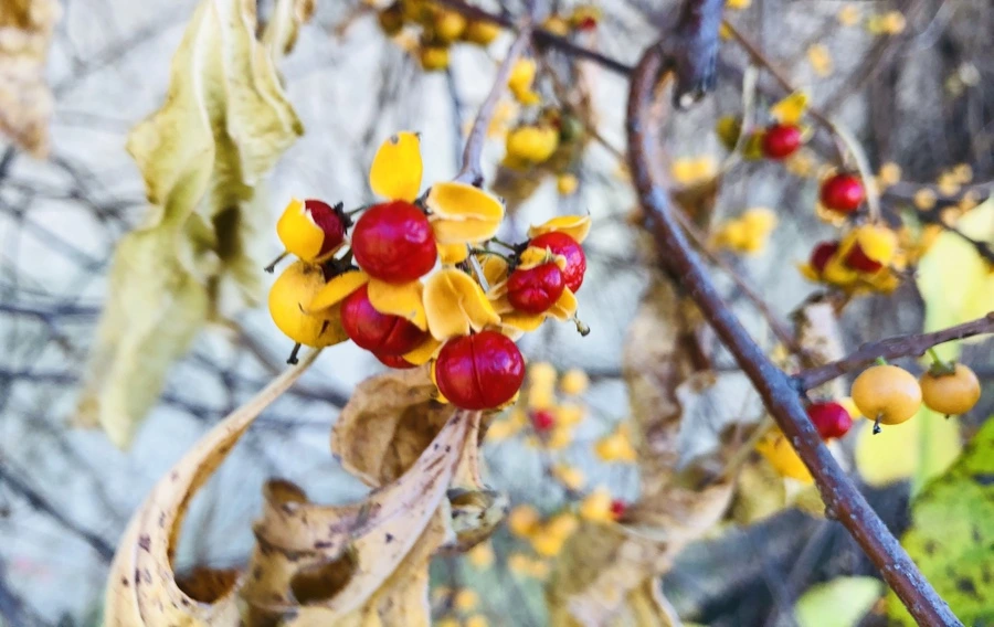 IMG_4695.jpg?type=w966