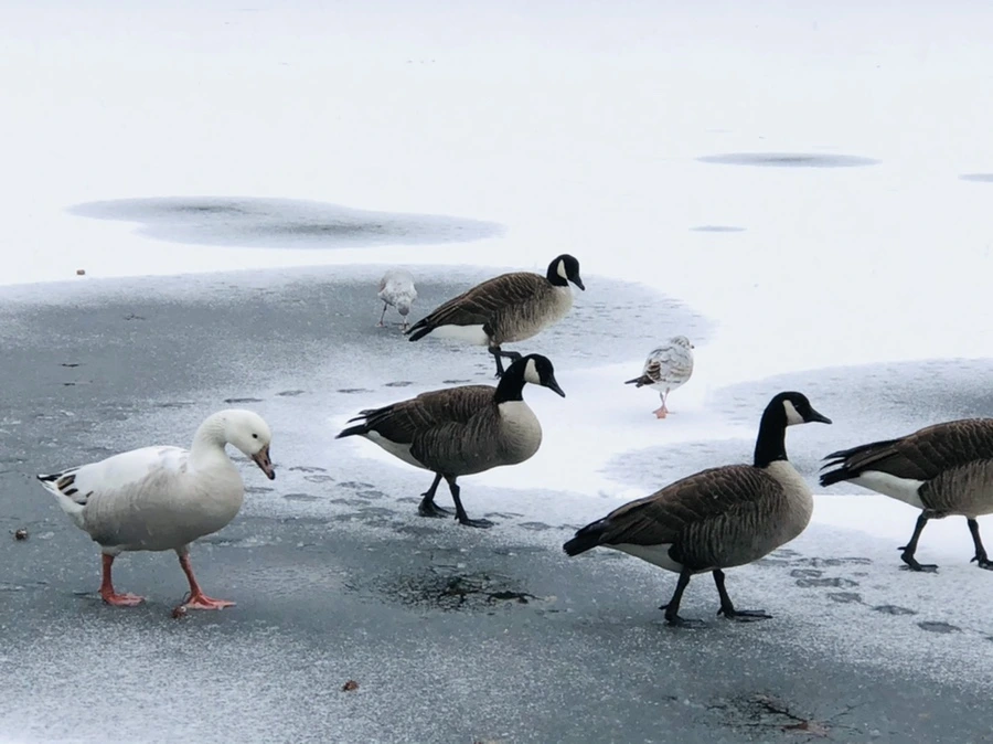 IMG_6031.jpg?type=w966