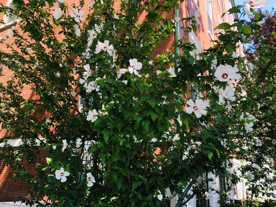 IMG_5426.jpg?type=w966