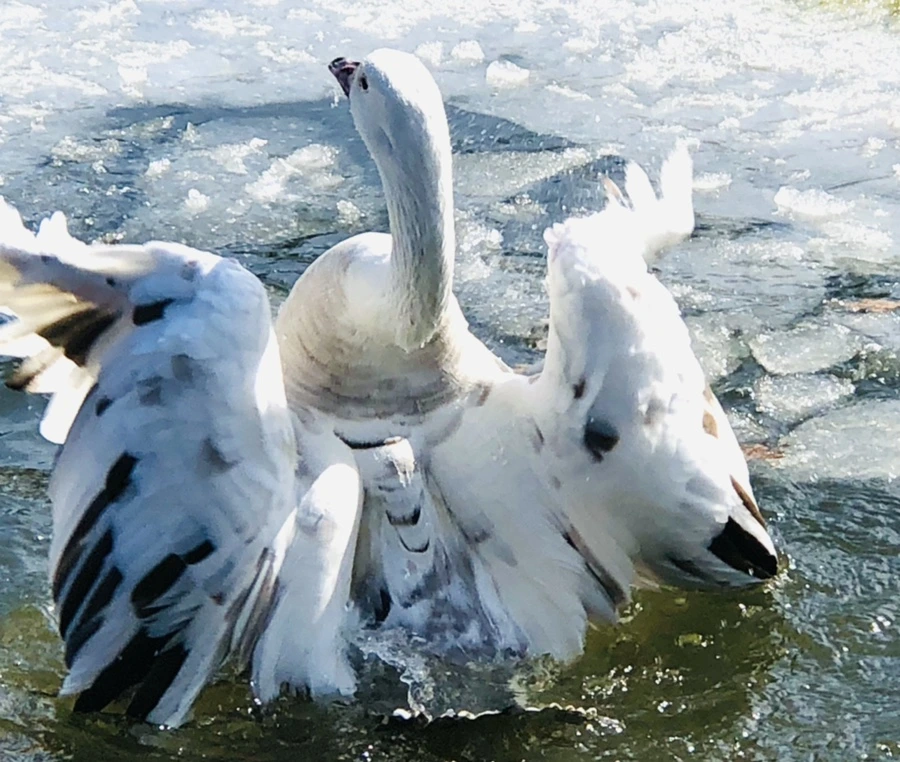 IMG_5423.jpg?type=w966