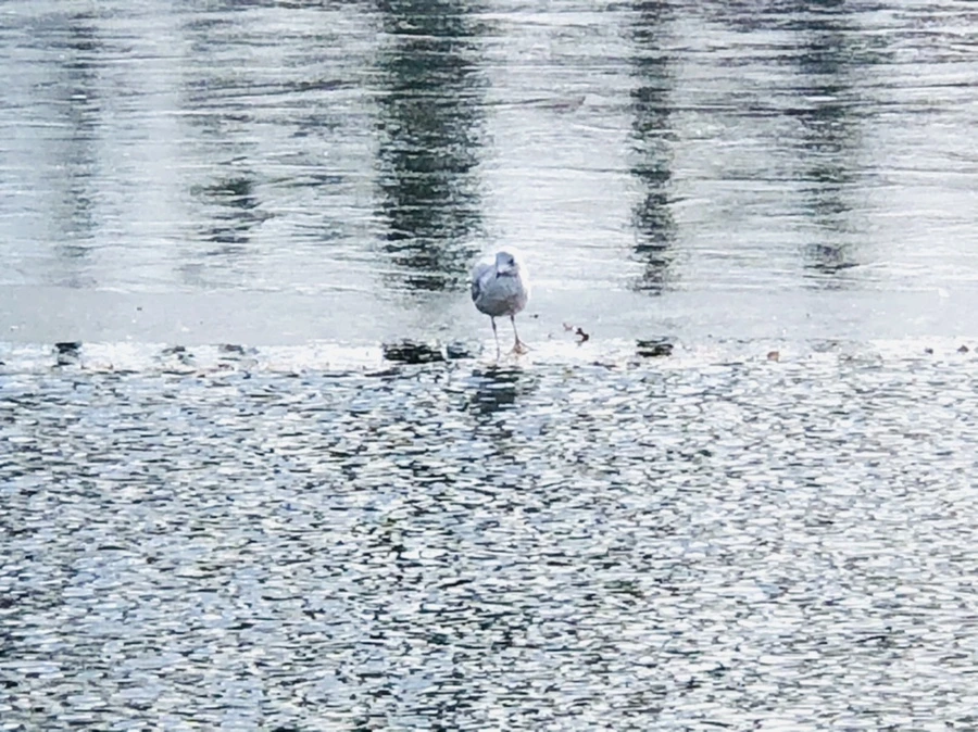 IMG_5285.jpg?type=w966