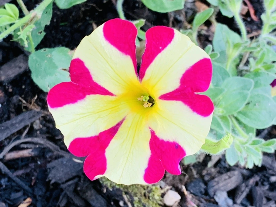 IMG_5190.jpg?type=w966