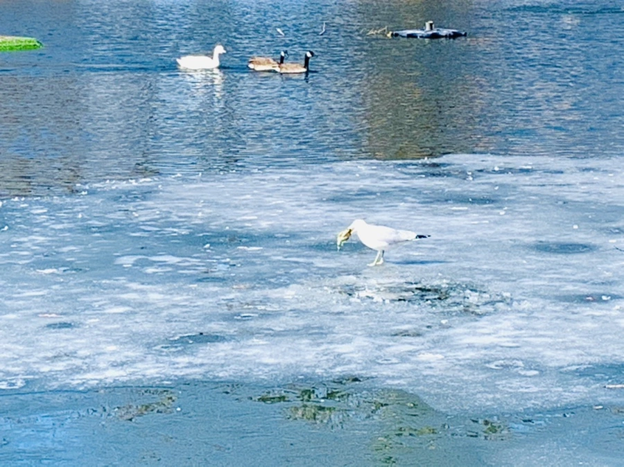 IMG_6916.jpg?type=w966