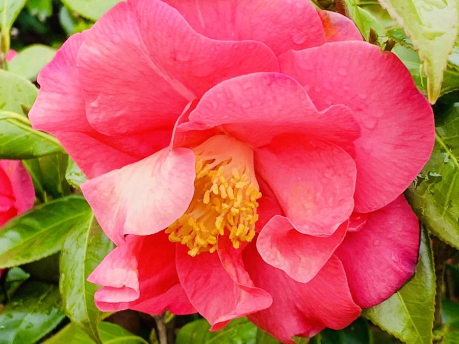 IMG_6239.jpg?type=w966