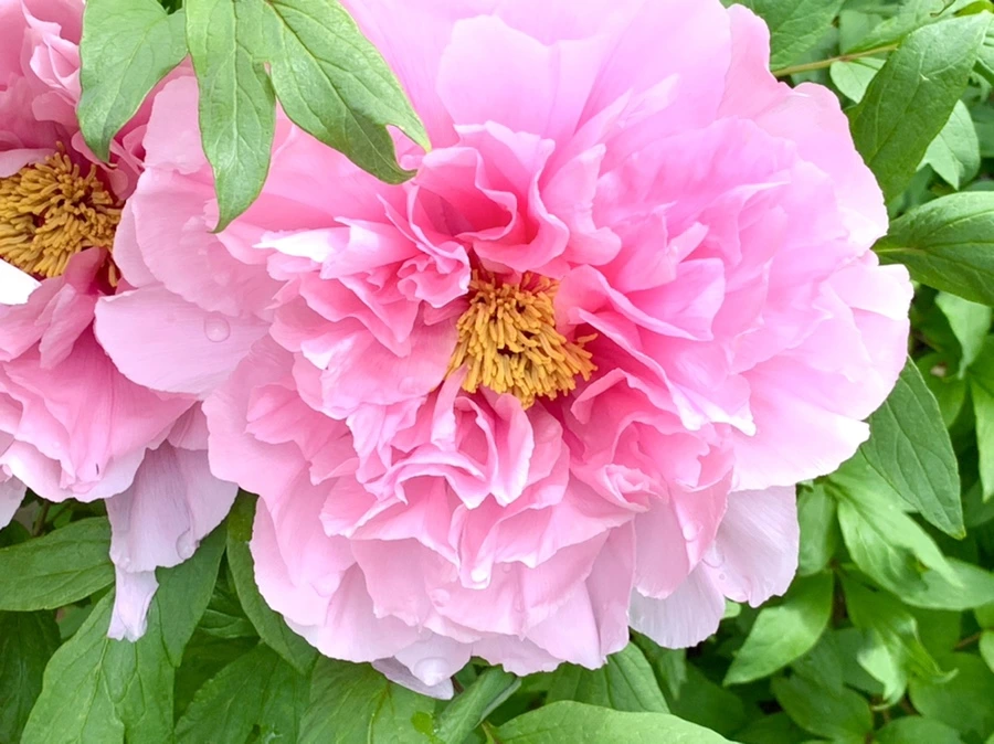 IMG_9625.jpg?type=w966