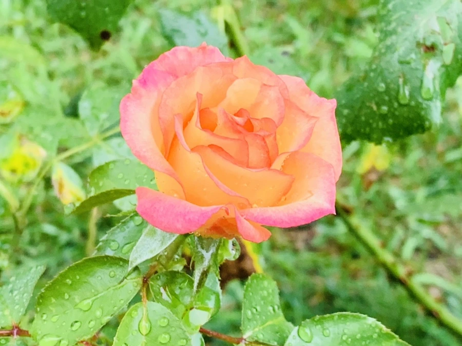 IMG_2732.jpg?type=w966