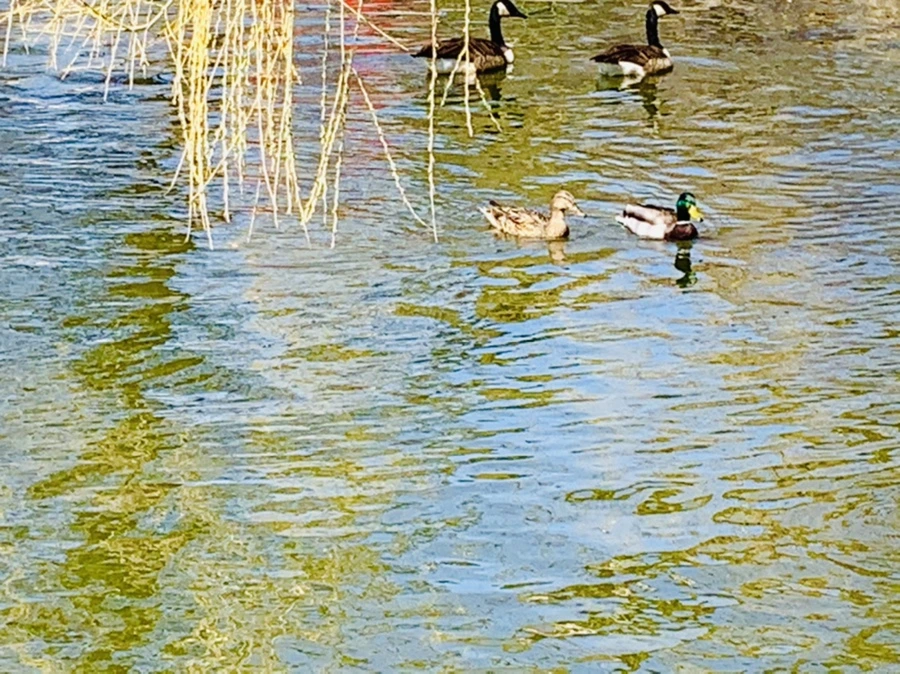 IMG_3096.jpg?type=w966