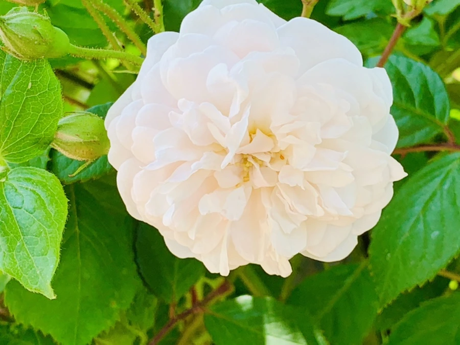 IMG_4198.jpg?type=w966