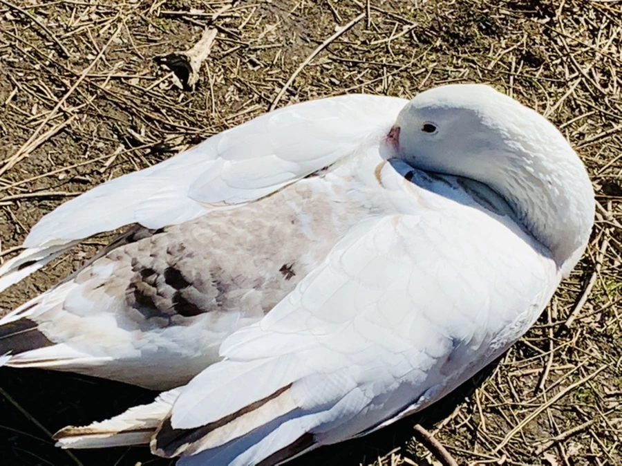 IMG_8886.jpg?type=w966