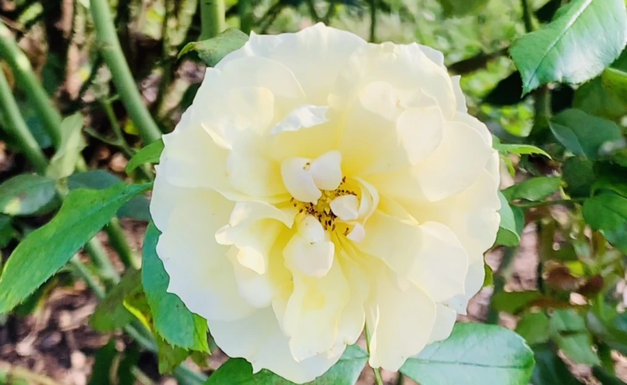 IMG_1204.jpg?type=w966