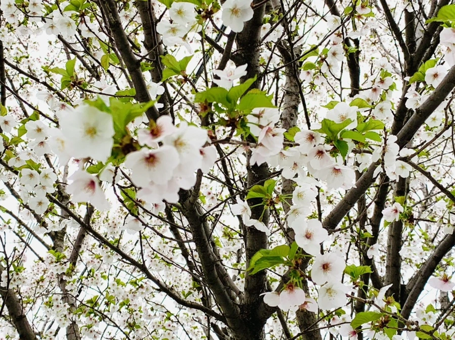 IMG_1315.jpg?type=w966