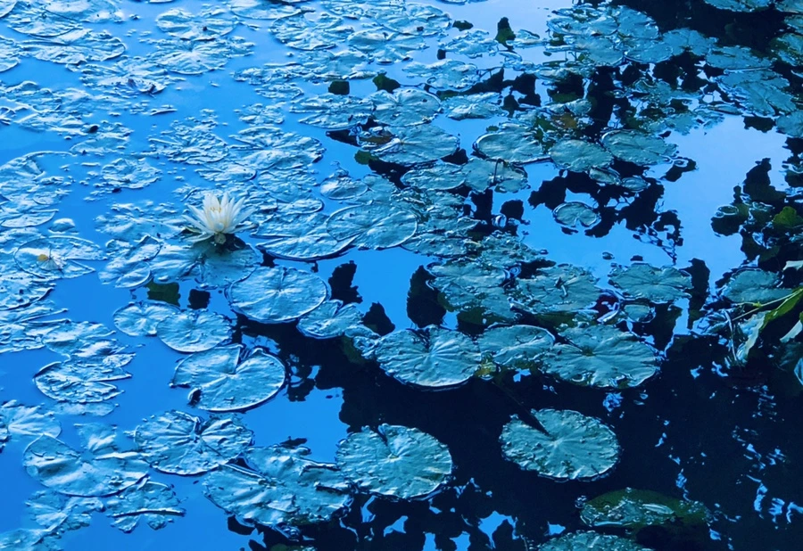 IMG_2244.jpg?type=w966