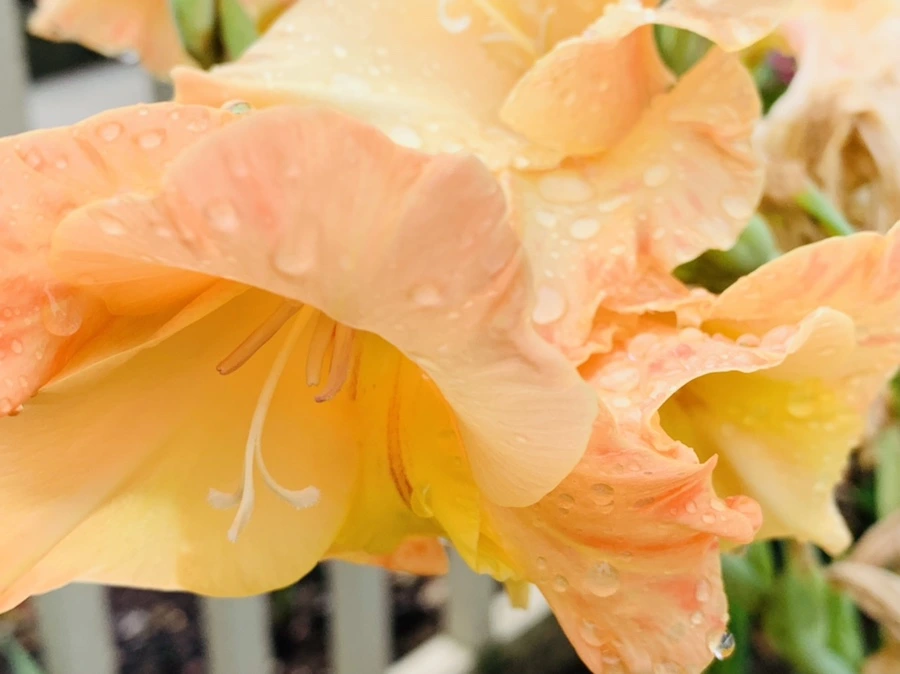 IMG_4483.jpg?type=w966