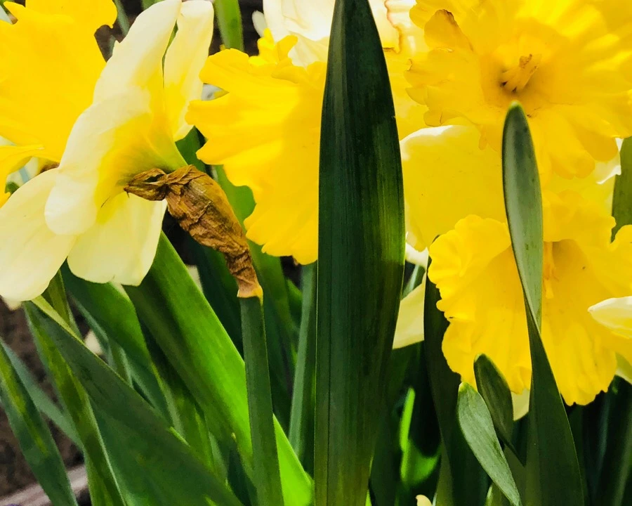 IMG_4573.jpg?type=w966