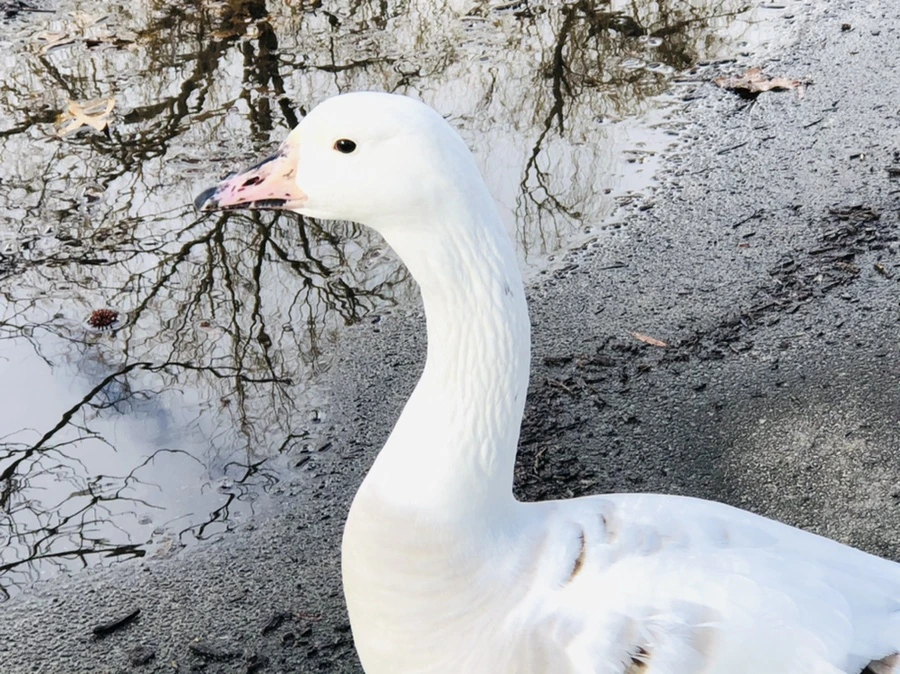 IMG_3578.jpg?type=w966