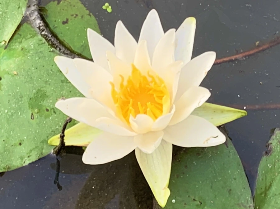 IMG_6621.jpg?type=w966