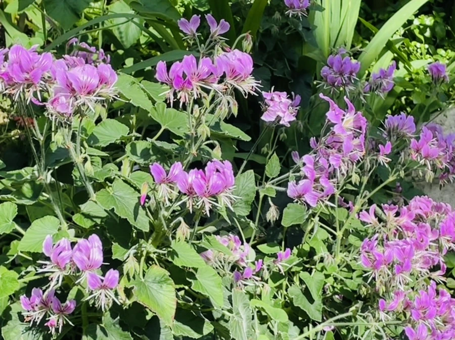 IMG_5236.jpg?type=w966