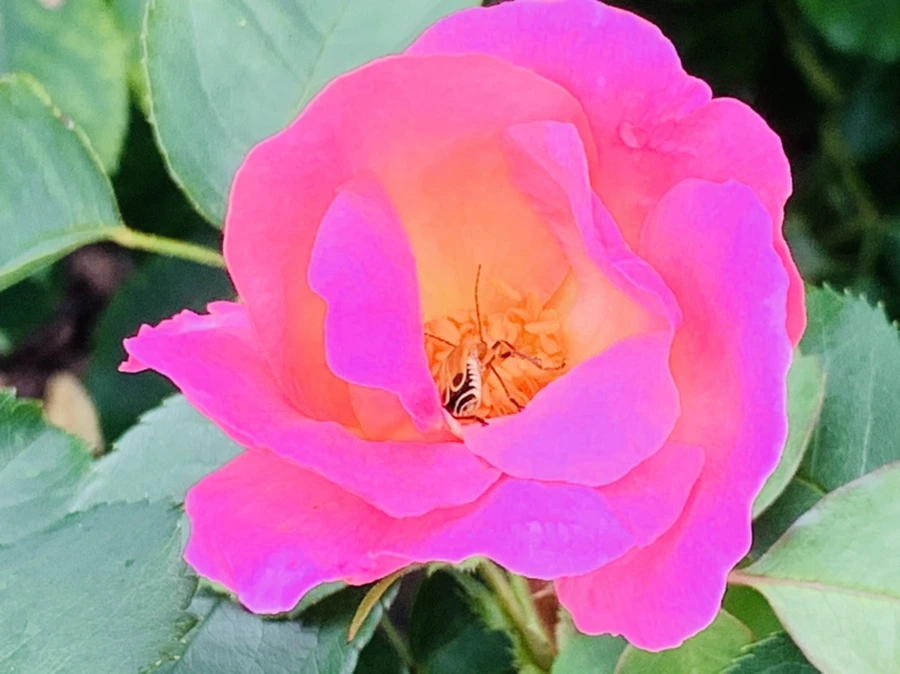 IMG_0448.jpg?type=w966