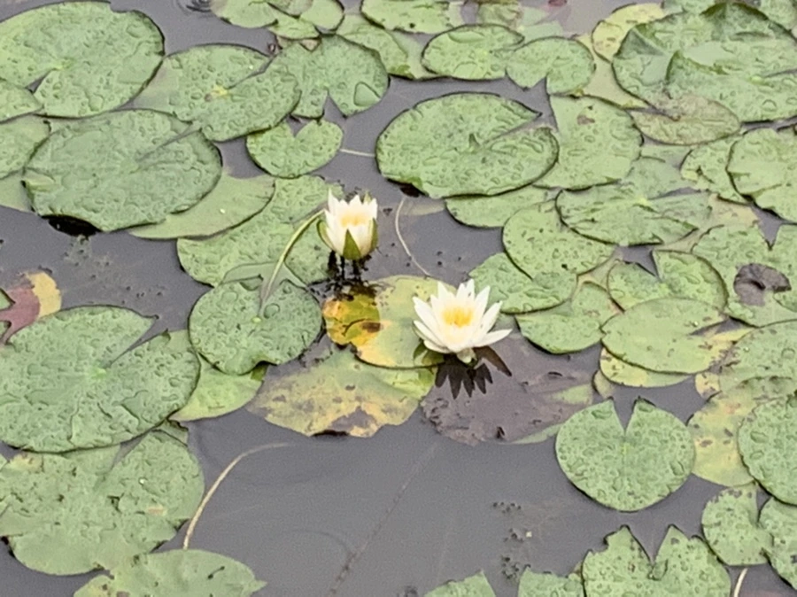 IMG_8347.jpg?type=w966